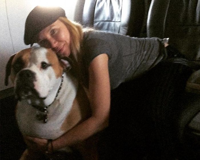 Obese Dog Wheeled Onto An American Airlines Flight So He Can Travel First Class (4 pics)