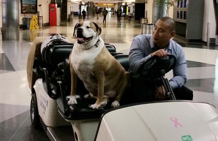 Obese Dog Wheeled Onto An American Airlines Flight So He Can Travel First Class (4 pics)