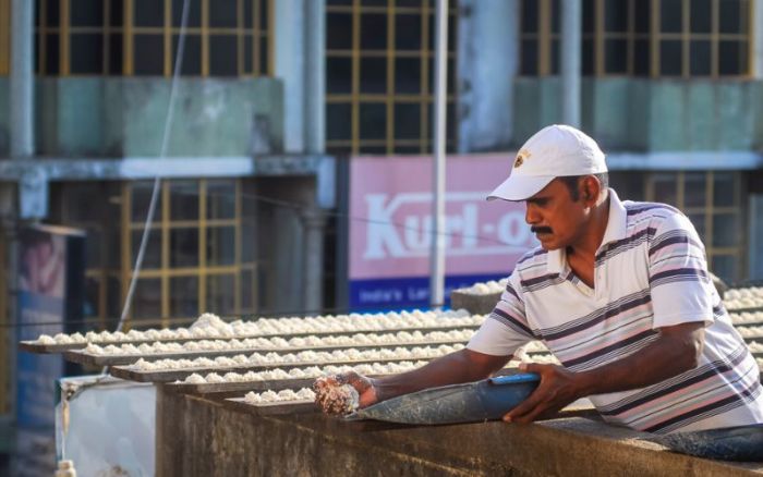 Indian Man Feeds 4,000 Parrots Daily (9 pics)