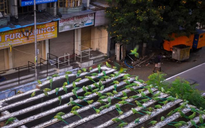 Indian Man Feeds 4,000 Parrots Daily (9 pics)