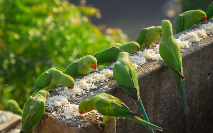 Indian Man Feeds 4,000 Parrots Daily (9 pics)