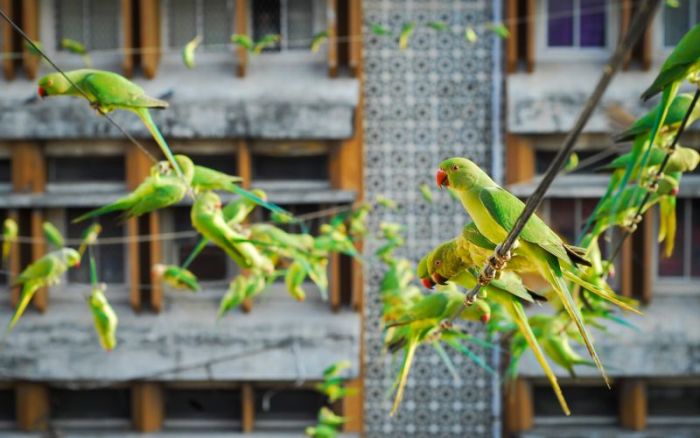 Indian Man Feeds 4,000 Parrots Daily (9 pics)