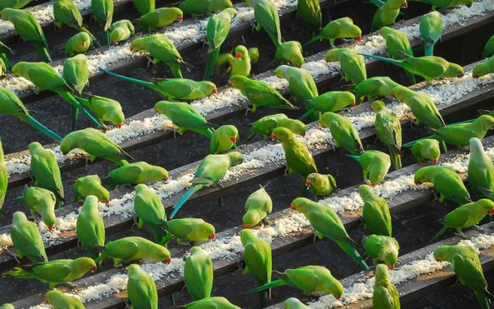 Indian Man Feeds 4,000 Parrots Daily (9 pics)