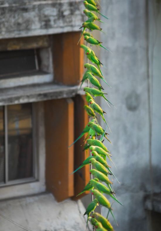 Indian Man Feeds 4,000 Parrots Daily (9 pics)