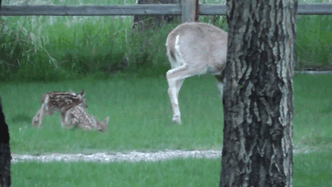 Man Takes Home Baby Deer And Makes A Lifelong Friend (10 pics + video)