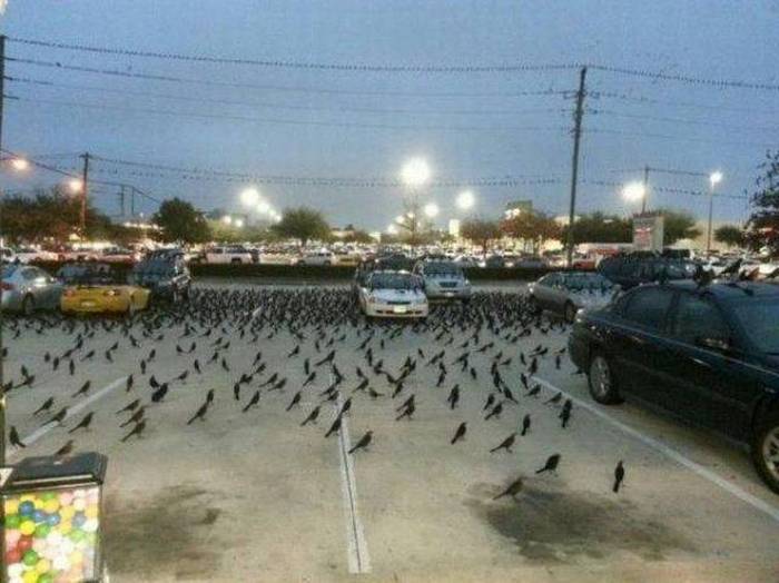 Acid Picdump (102 pics)