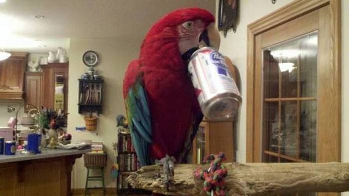 Acid Picdump (102 pics)