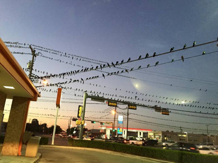 Acid Picdump (102 pics)