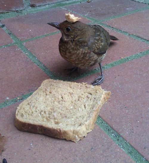 Acid Picdump (102 pics)