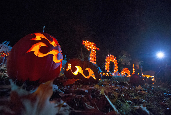 Thousands Of Pumpkins On Display At The Great Jack O' Lantern Blaze In ...