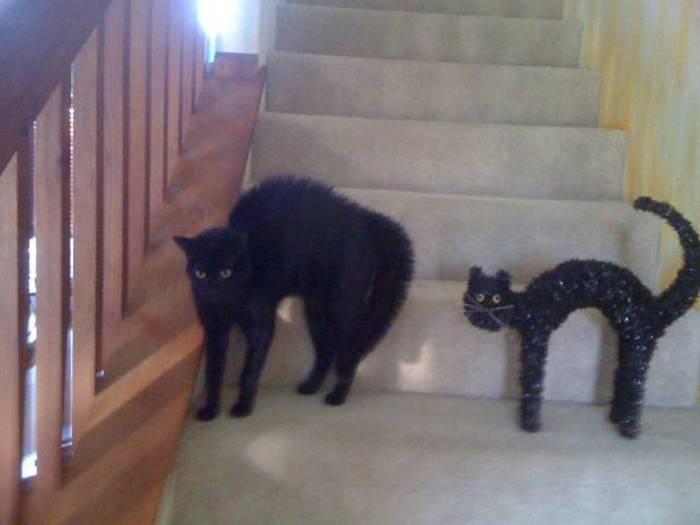 Acid Picdump (106 pics)