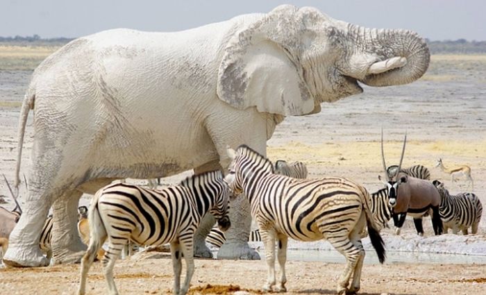 Acid Picdump (106 pics)