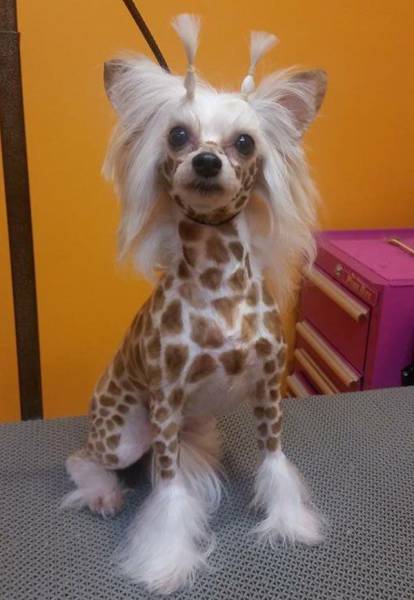 Acid Picdump (106 pics)