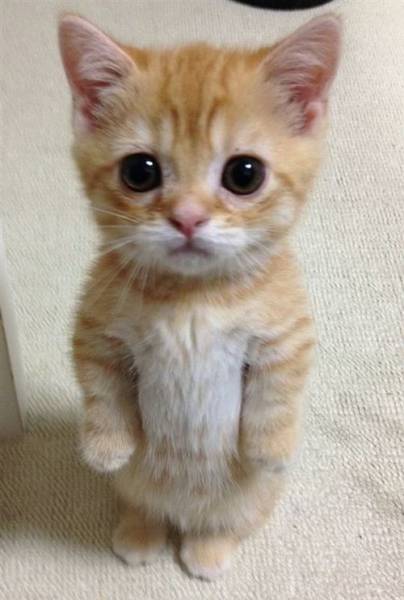 Acid Picdump (106 pics)