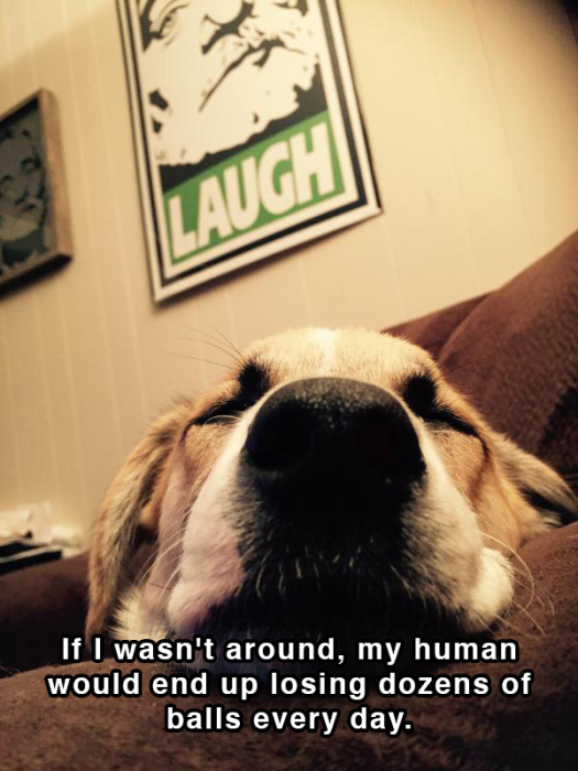 Hilarious Thoughts That Dogs Have In The Shower (18 pics)