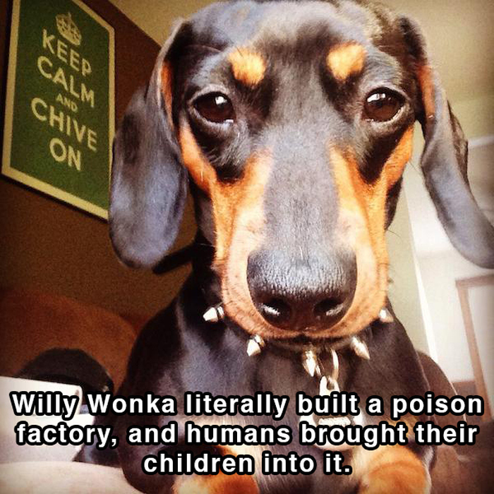 Hilarious Thoughts That Dogs Have In The Shower (18 pics)