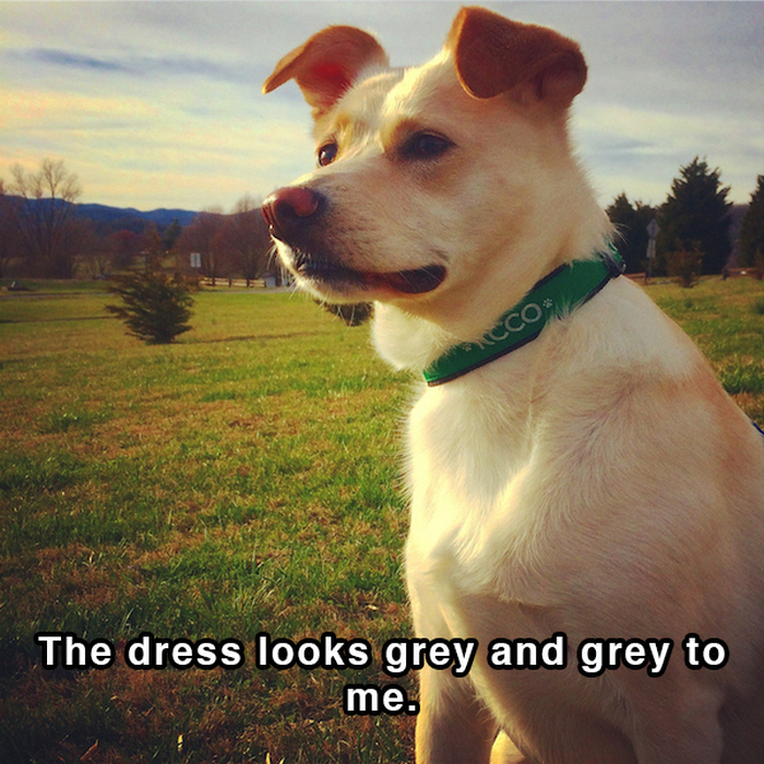 Hilarious Thoughts That Dogs Have In The Shower (18 pics)