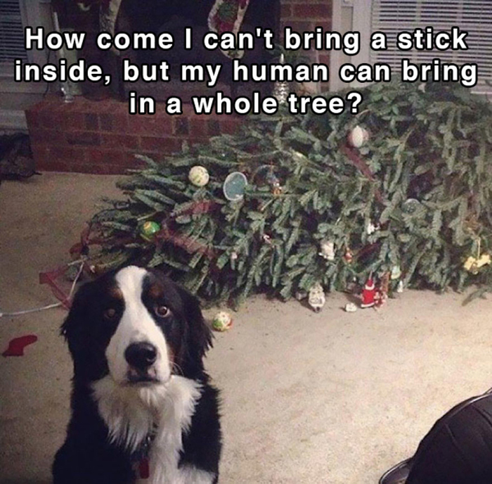 Hilarious Thoughts That Dogs Have In The Shower (18 pics)