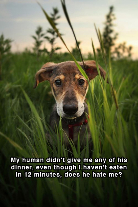Hilarious Thoughts That Dogs Have In The Shower (18 pics)