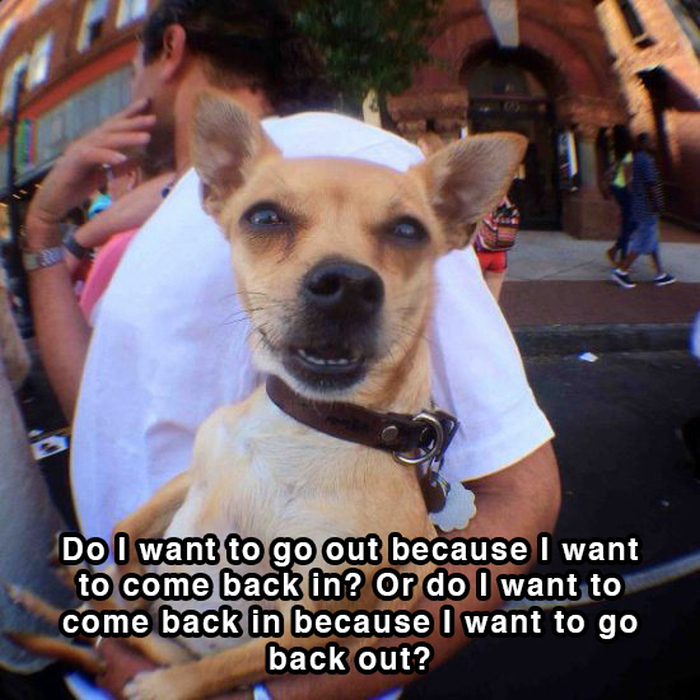 Hilarious Thoughts That Dogs Have In The Shower (18 pics)