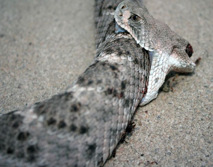 Rattlesnake Bites Itself After Losing Its Own Head (4 pics) .