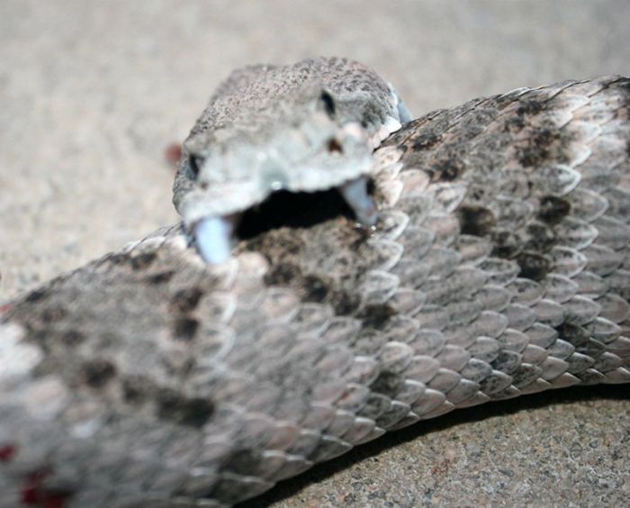 Rattlesnake Bites Itself After Losing Its Own Head (4 pics)