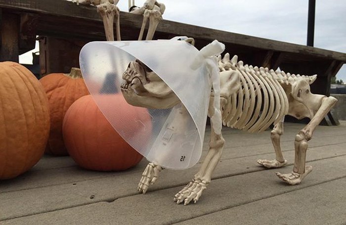WTF Pictures (69 pics)