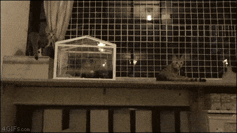 Regular GIFs Become Extraordinary When They Get The Michael Bay Treatment (10 gifs)