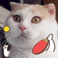 This Cat Just Can't Keep Its Emotions In Check (22 gifs)