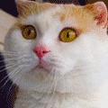This Cat Just Can't Keep Its Emotions In Check (22 gifs)