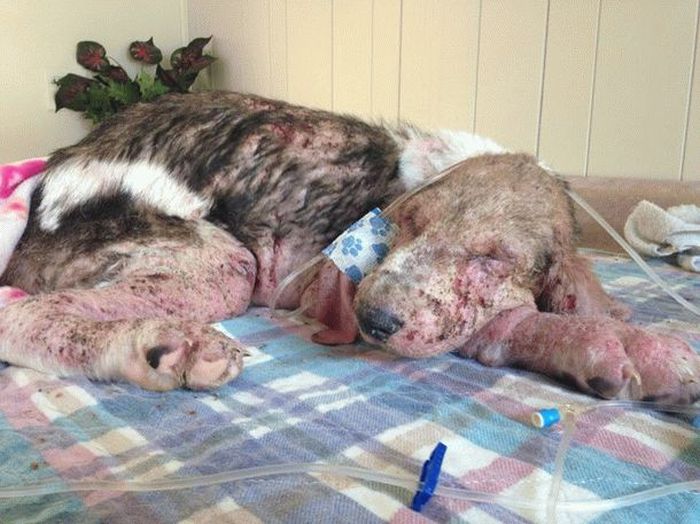 Couple Finds Dog Almost Dead In The Forest And Nurses It Back To Health (17 pics)