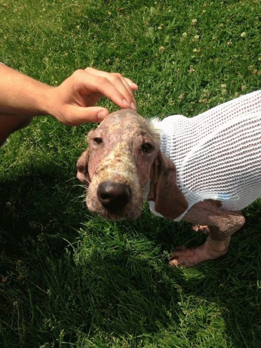 Couple Finds Dog Almost Dead In The Forest And Nurses It Back To Health (17 pics)