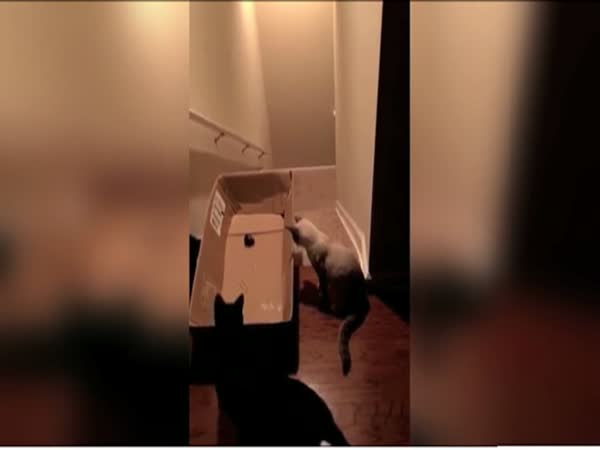 Cat Skating