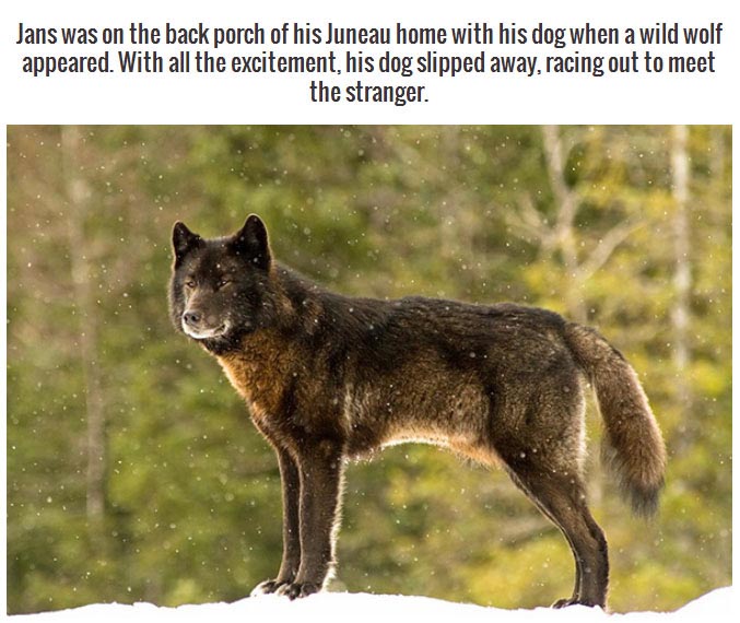 This Wild Wolf Just Wanted To Be One Of The Dogs (9 pics)