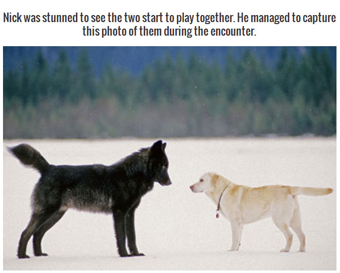 This Wild Wolf Just Wanted To Be One Of The Dogs (9 pics)