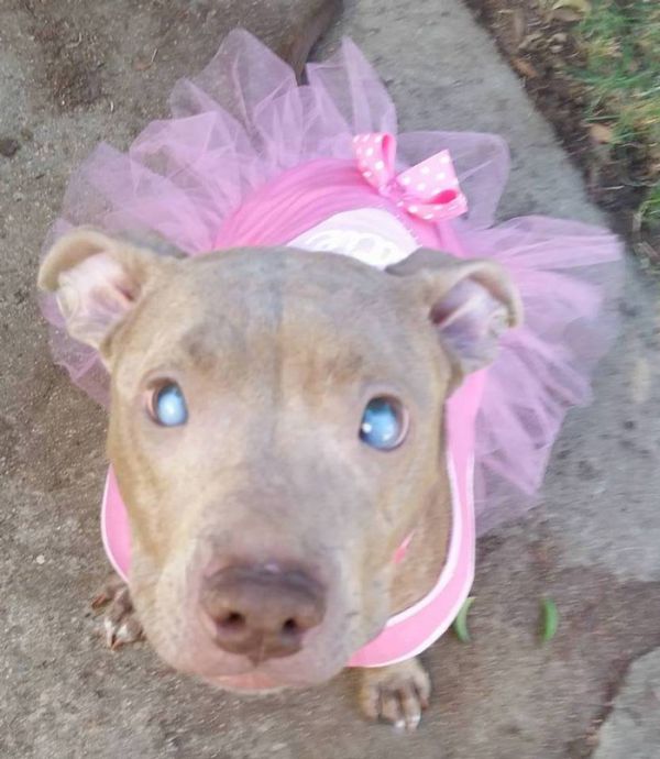 Blind And Orphaned Pitbull Finally Gets The Attention She Deserves (6 pics)