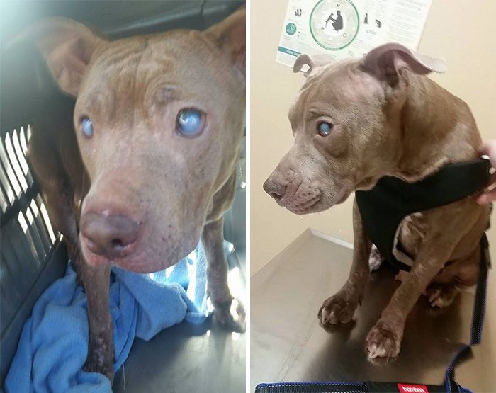 Blind And Orphaned Pitbull Finally Gets The Attention She Deserves (6 pics)