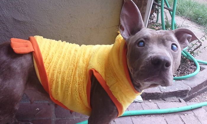 Blind And Orphaned Pitbull Finally Gets The Attention She Deserves (6 pics)