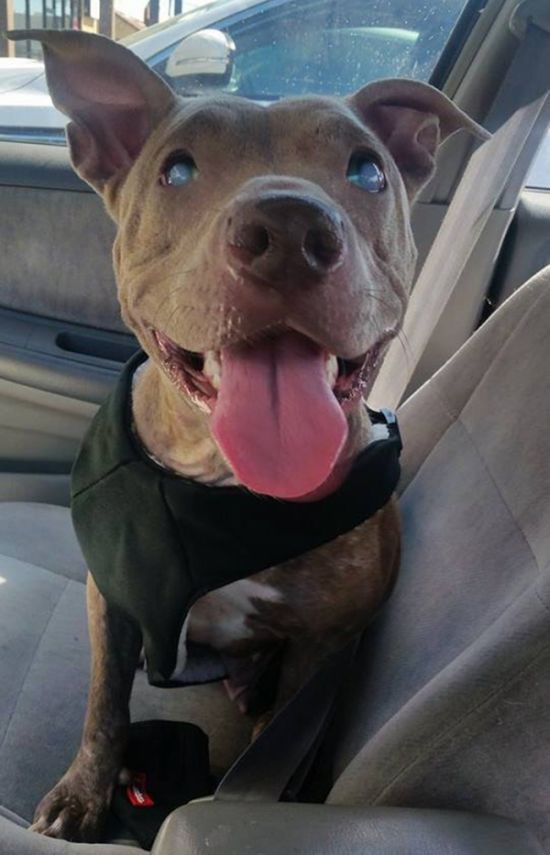 Blind And Orphaned Pitbull Finally Gets The Attention She Deserves (6 pics)