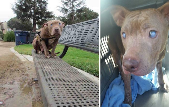 Blind And Orphaned Pitbull Finally Gets The Attention She Deserves (6 pics)