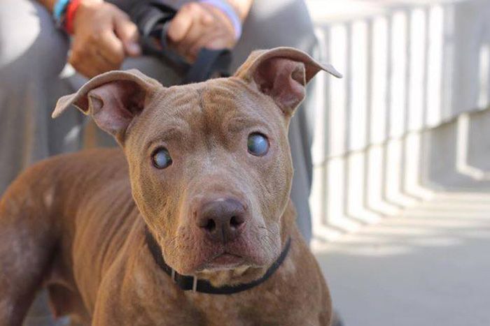 Blind And Orphaned Pitbull Finally Gets The Attention She Deserves (6 pics)