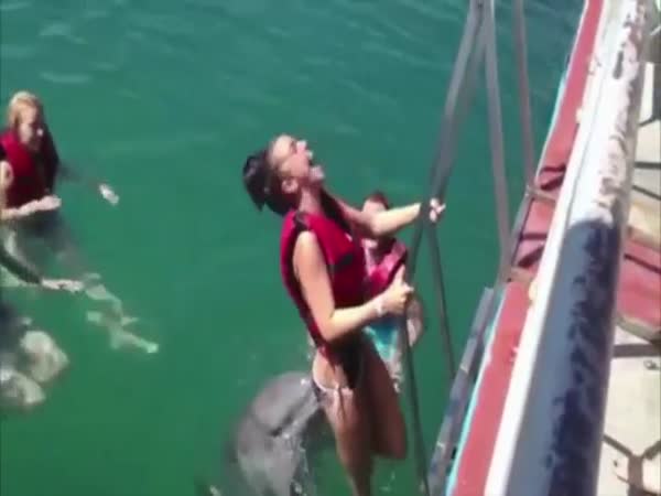 Dolphin And A Girl