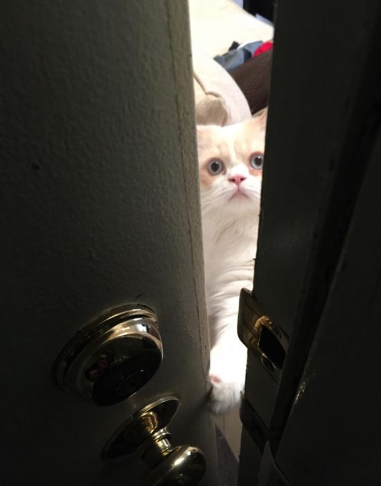 This Cat Really Doesn't Want Its Owner To Go To Work (3 pics)