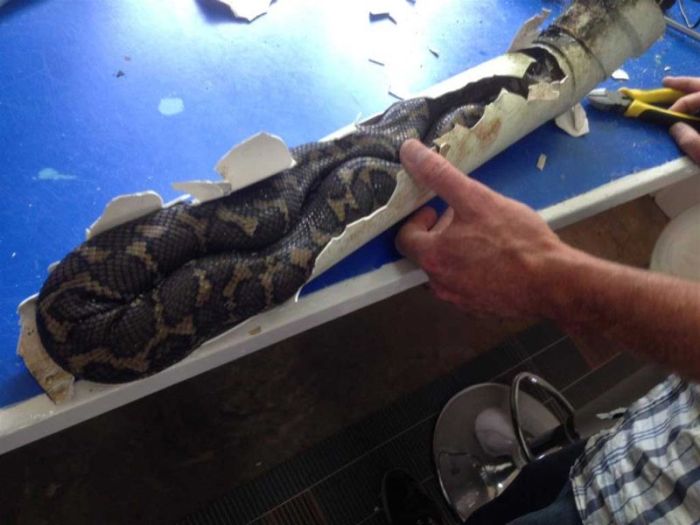 Full Size Python Gets Stuck In A Drainpipe (5 pics)