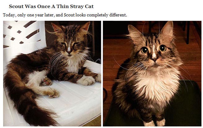 Heartwarming Photos Of Rescued Cats Before And After (20 pics)