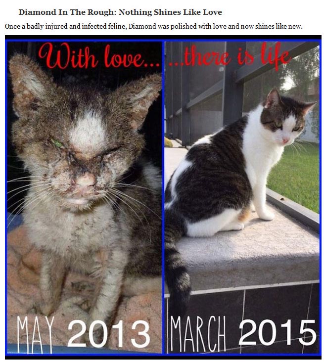 Heartwarming Photos Of Rescued Cats Before And After (20 pics)