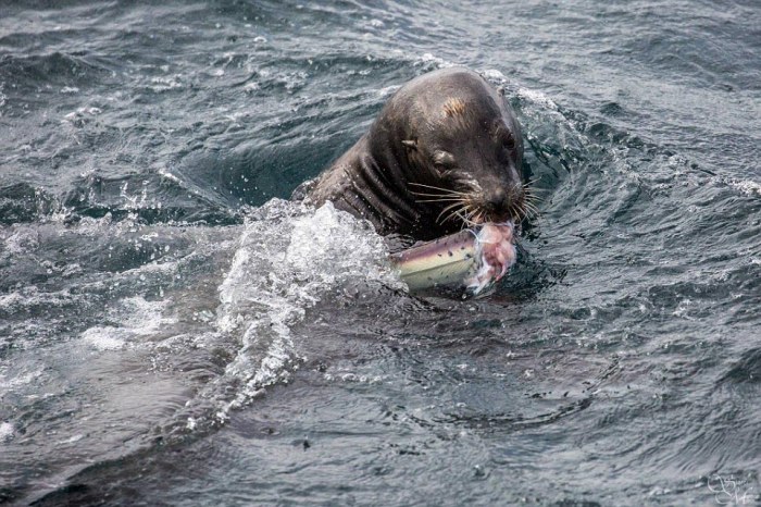Sea Lion Demolishes A Shark (5 pics)