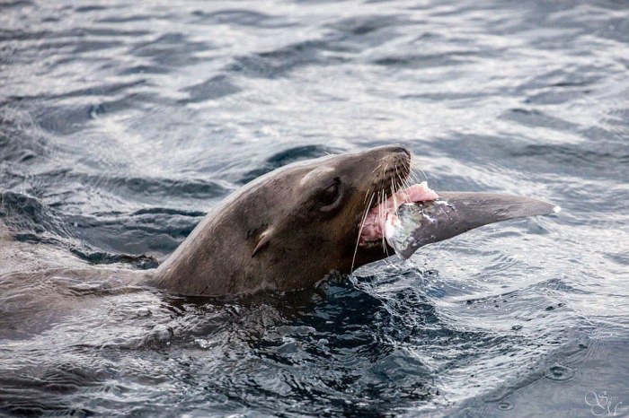 Sea Lion Demolishes A Shark (5 pics)