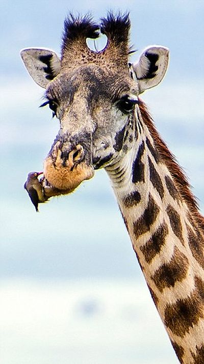 Tiny Bird Acts As A Toothbrush For A Giraffe (6 pics)