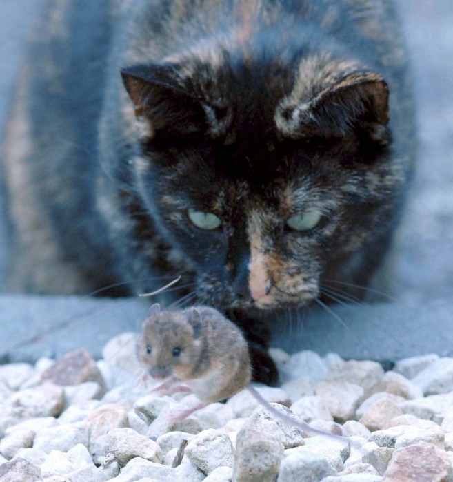 This Cat And Mouse Have A Relationship That Will Surprise You (14 pics)